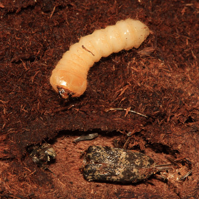 Graphisurus fasciatus larva