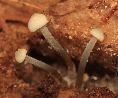 Mycena sp.