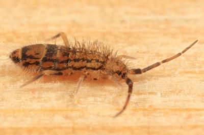 Orchesella celsa