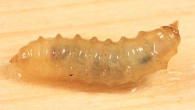 Chrysops striatus (larva)