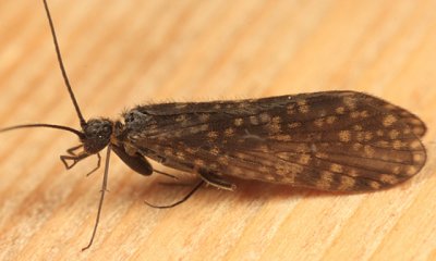 Dolophilodes distinctus