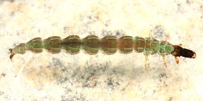 Rhyacophila acutiloba