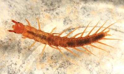 Nigronia sp.