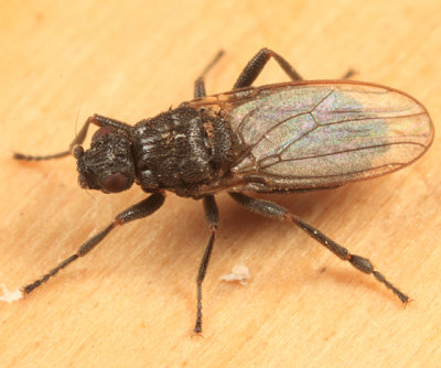 Lesser Dung Flies subfamily Sphaerocerinae