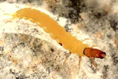 Chimarra atterima