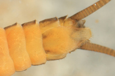 Strophopteryx fasciata