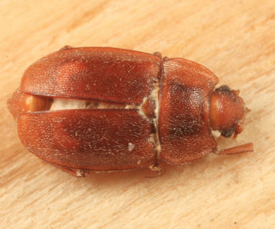 Epuraea corticina (infected by a fungus)