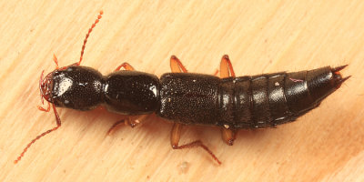 Homaeotarsus cinctus