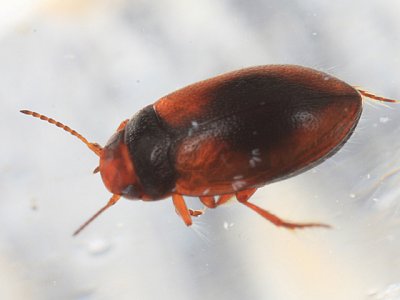 Hydroporus tristis