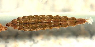 Odontomyia (larva)