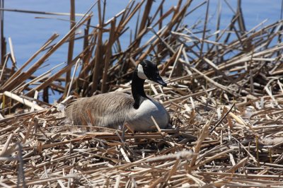 Canada Goose - Branta canadensis (on a nest)