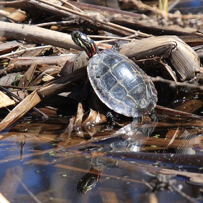 Painted Turtle - Chrysemys picta