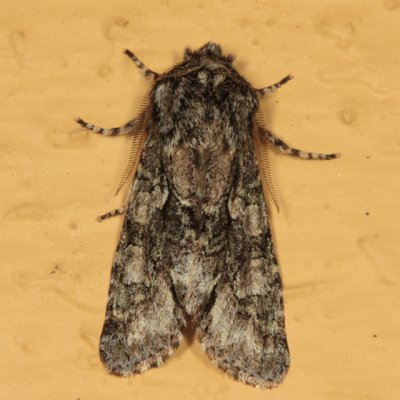 10019 - Figure-Eight Sallow - Psaphida resumens