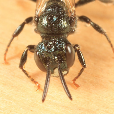 Ceratina Subgenus Zadontomerus