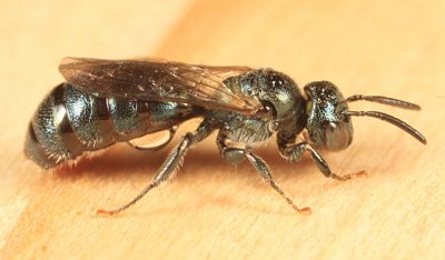 Ceratina Subgenus Zadontomerus