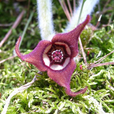 Wild Ginger - Asarum canadense