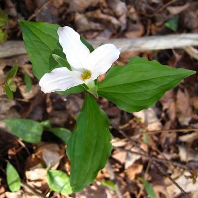 Large-flowered Trillium - Trillium grandiflorum