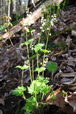 Two-leaved Miterwort - Mitella diphylla