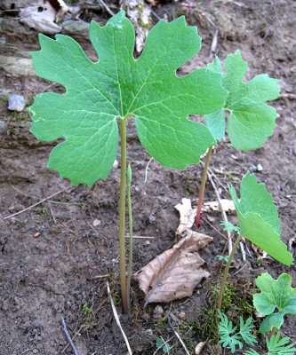 Bloodroot - Sanguinaria canadensis