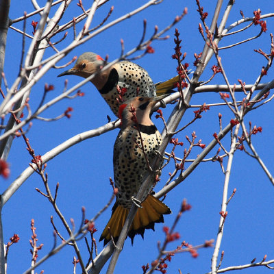 Northern Flickers - Colaptes auratus
