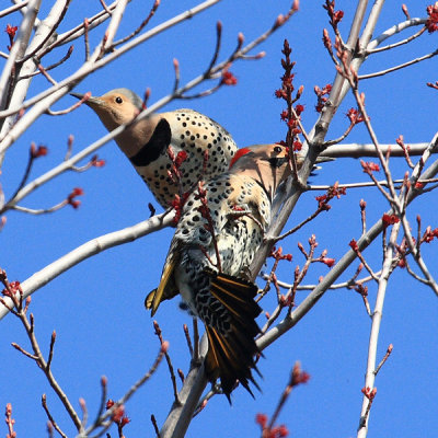 Northern Flickers - Colaptes auratus