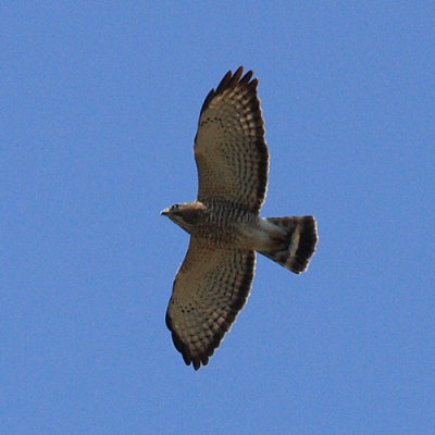 Broad-winged Hawk - Buteo platypterus