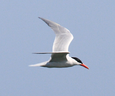 Caspian Tern - Sterna caspia