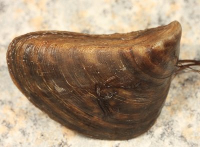 Zebra Mussel - Dreissena polymorpha