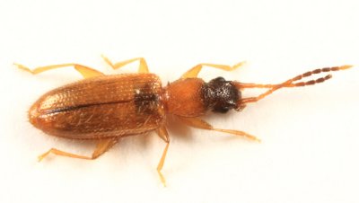 Telephanus atricapillus