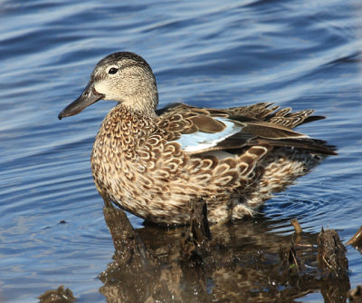 Blue-winged Teal - Anas discors (female)