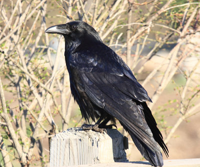 Common Raven - Corvus corax