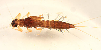 Paraleptophlebia sp.