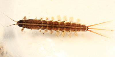 Brushlegged Mayflies - Isonychiidae - Isonychia bicolor
