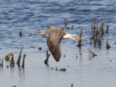 Greater Yellowlegs - Tringa melanoleuca