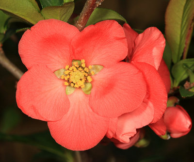 Flowering Quince - Chaenomeles speciosa