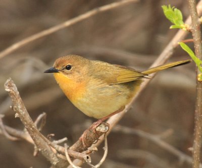 Common Yellowthroat - Geothlypis trichas (female)