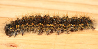 8107 - Clymene Moth caterpillar - Haploa clymene