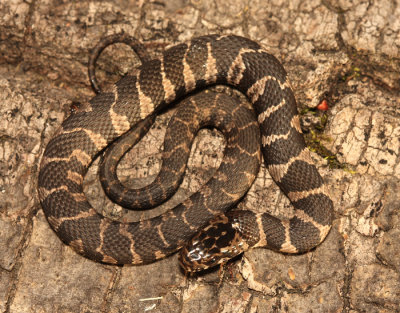 Northern Water Snake - Nerodia sipedon