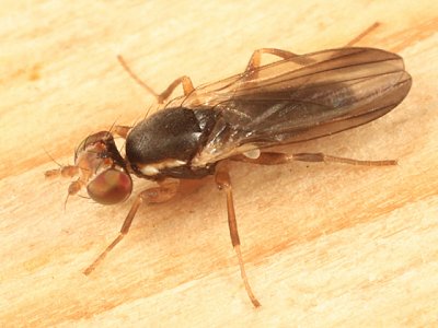 Clusiodes ater