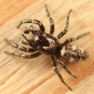 Zebra Jumper - Salticus scenicus