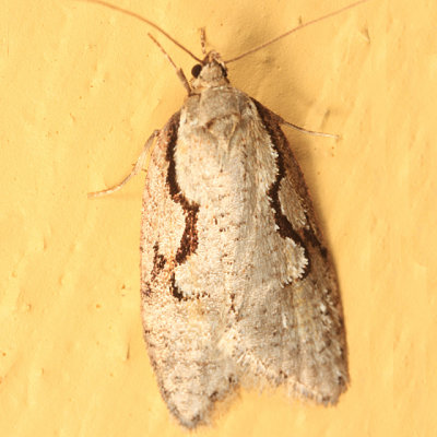 0913 - Semioscopis merriccella