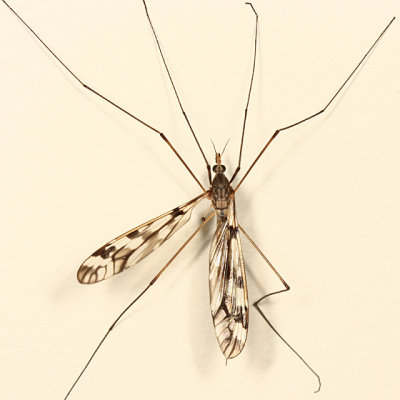 Tipula sp. - subgenus Pterelachisus