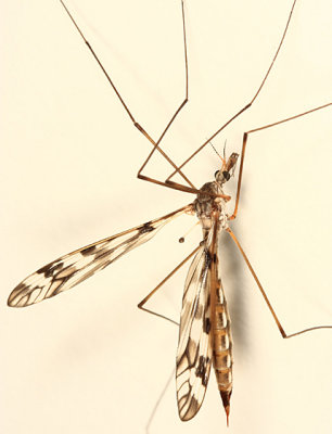 Tipula sp. - subgenus Pterelachisus