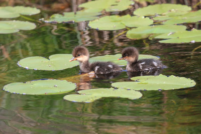 baby ducklings