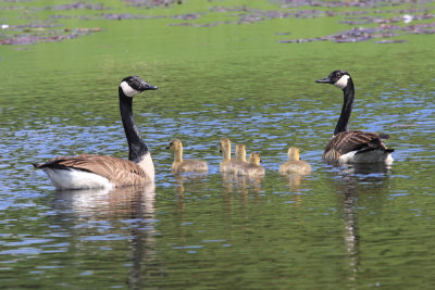 Ganada Goose family - Branta canadensis