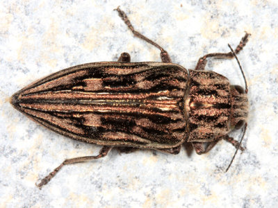 Metallic Wood-boring Beetles - Genus Chalcophora