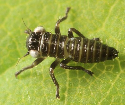 Balcanocerus sp. (nymph)