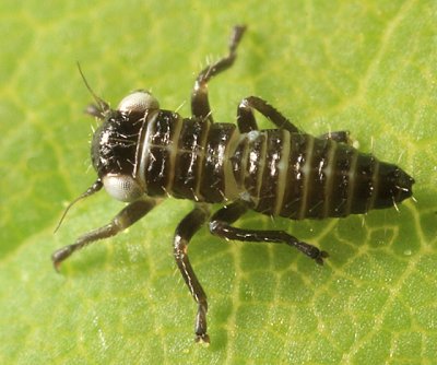 Balcanocerus sp. (nymph)