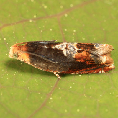 3377 - Red-headed Ancylis Moth - Ancylis muricana