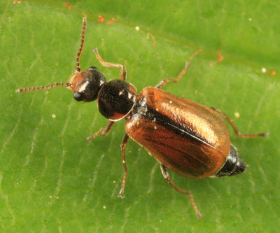 Attalus scincetus